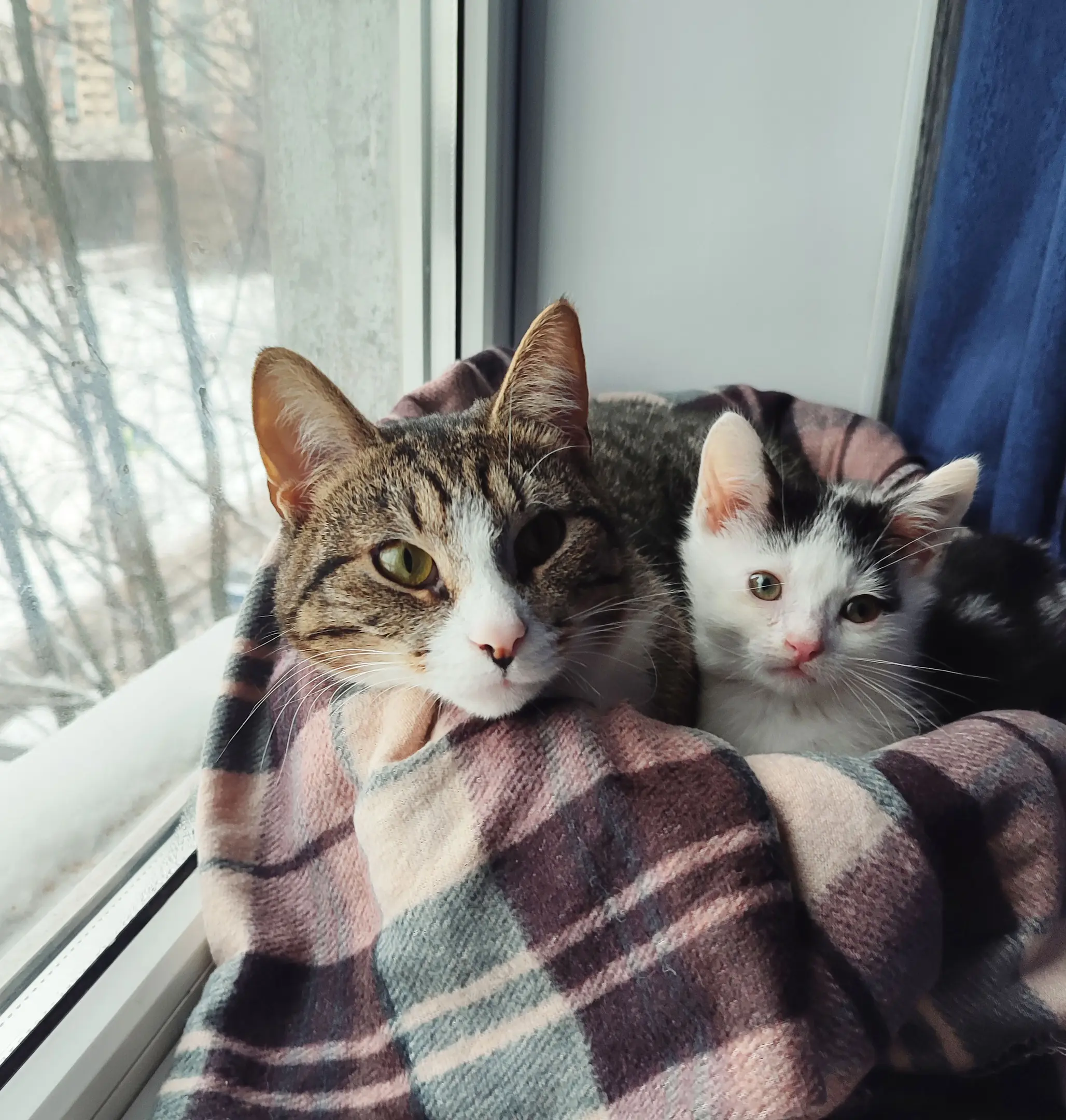 Кот Леонардо - фото 6